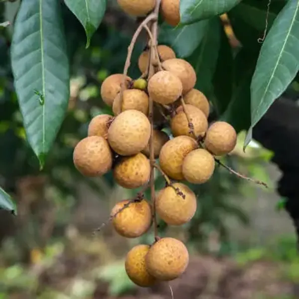 Longan_Fruit_Plant_Grafting