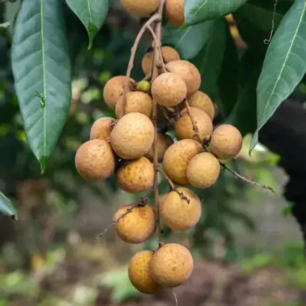 Longan_Fruit_Plant_Grafting