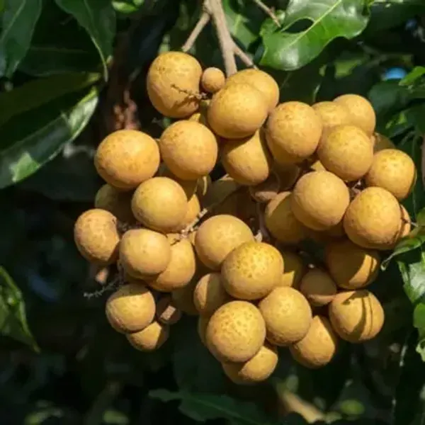 Yellow_4season_Longan_Grafted_Fruit_Plant