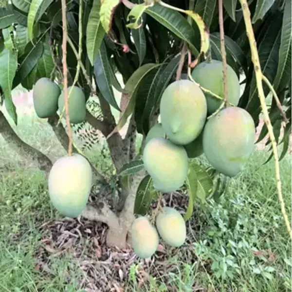 Green_Govind_Vog_Mango_Grafted_Fruit_Plant