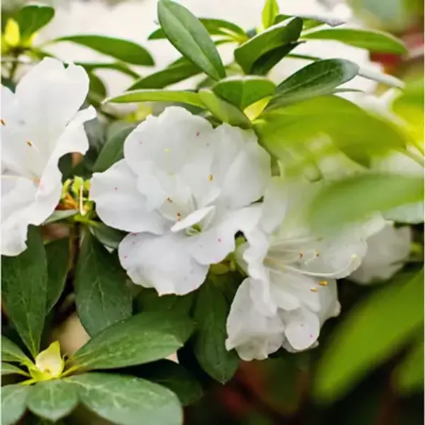 White_Azalea_Flower_Plant