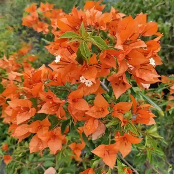Orange_Fire_Opal_Bougainvillea_Flower_Plant
