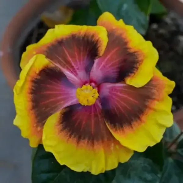 Yellow_Multicolor_American_Variety_Hibiscus_Flower_Plant