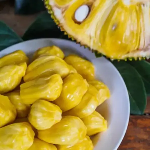 Yellow_Gum_Less_Jackfruit_Grafted_Amp_Hybrid_Fruit_Plant