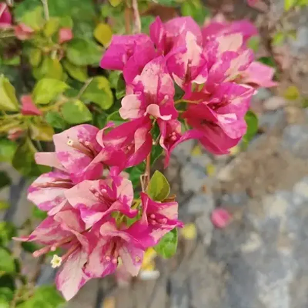 Red_September_Bougainvillea_Flower_Plant