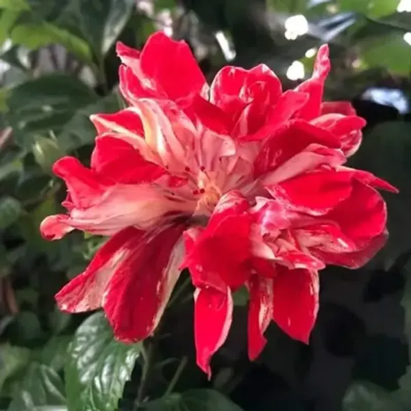 Magenta_Double_Petal_Variety_Grafted_Hibiscus_Flower_Plant