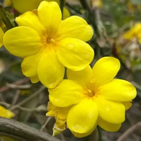 Yellow_Cape_Jasmine_Perfuming_Flower_Plant