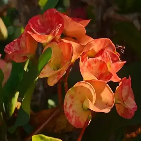 Orange_Euphorbia_Milii_Flower_Plant