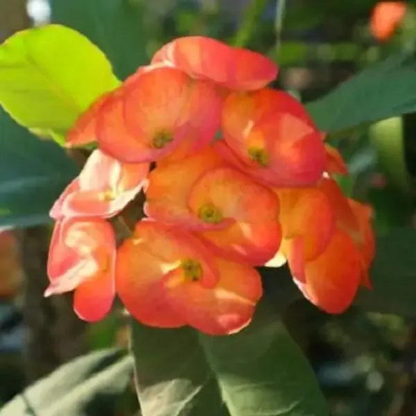 Orange_Euphorbia_Milii_Flower_Plant