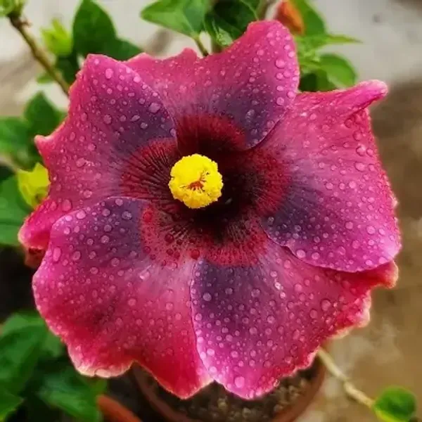 Purple_Australian_Variety_Grafted_Hibiscus_Flower_Plant