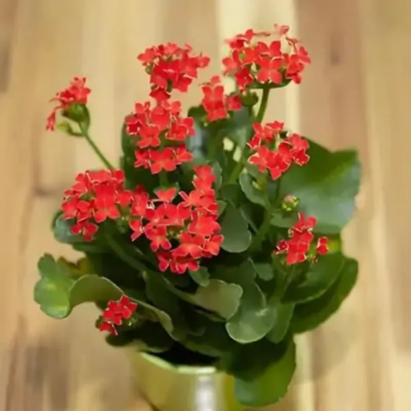 Red_Kalanchoe_Flower_Plant