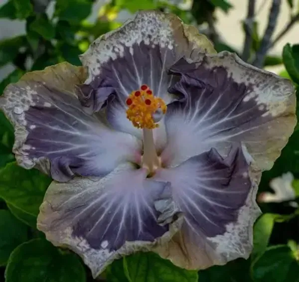 Blue_American_Variety_Hibiscus_Flower_Plant