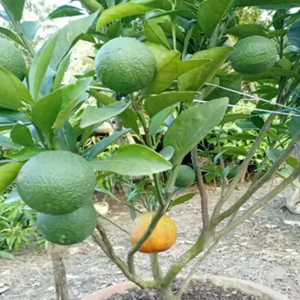 Bari2_Malta_Grafted_Amp_Hybrid_Lemon_Fruit_Plant