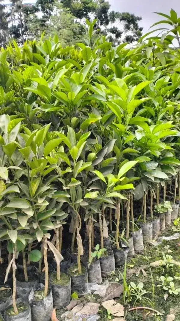 Bari2_Malta_Grafted_Amp_Hybrid_Lemon_Fruit_Plant