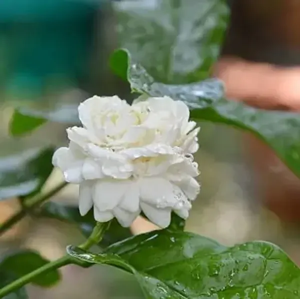 White_Jessamine_Flower_Plant_Bel_Flower