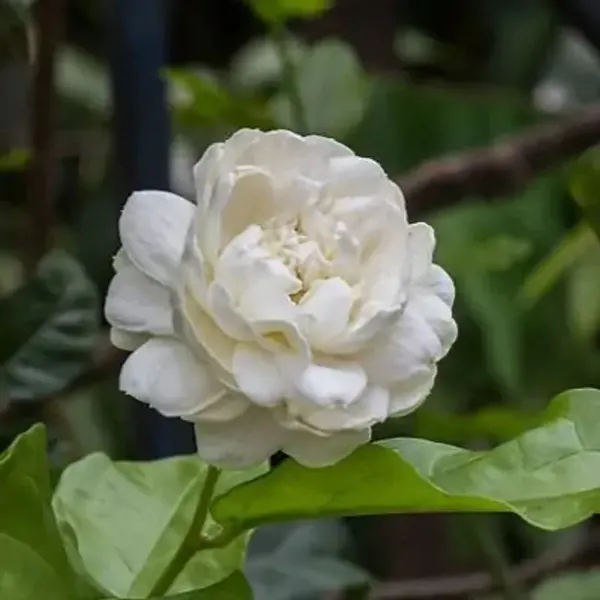 White_Jessamine_Flower_Plant_Bel_Flower