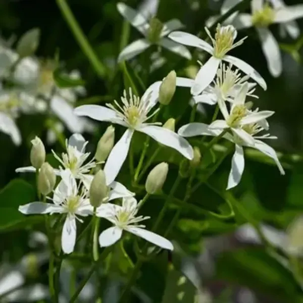 White_Aromatic_Jui_Jasmine_Flower_Plant