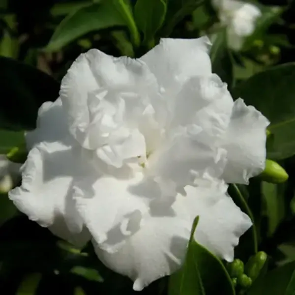 White_Tagar_Double_Frills_Jasmine_Flower_Plant
