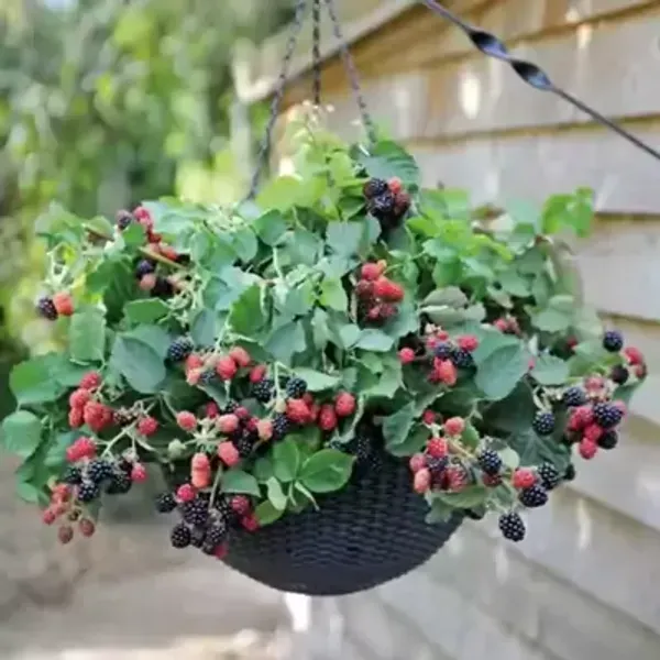 Blackberry_Hybrid_Fruit_Plant