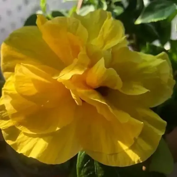 Yellow_Double_Petal_Grafted_Hibiscus_Flower_Plant