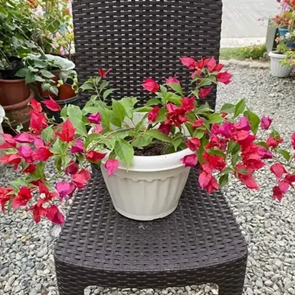 Pink_Flame_Bougainvillea_Flower_Plant