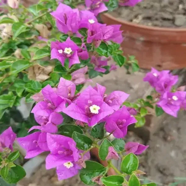 Pink_Spectrum_Bougainvillea_Flower_Plant