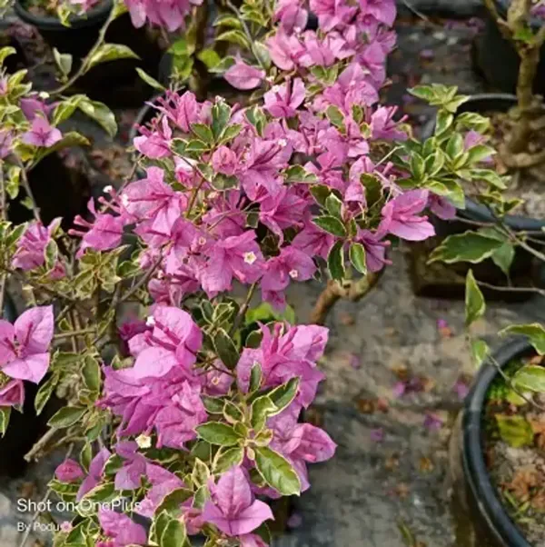 Pink_Blueberry_Ice_Bougainvillea_Flower_Plant