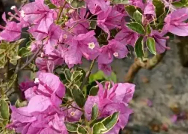 Pink_Blueberry_Ice_Bougainvillea_Flower_Plant