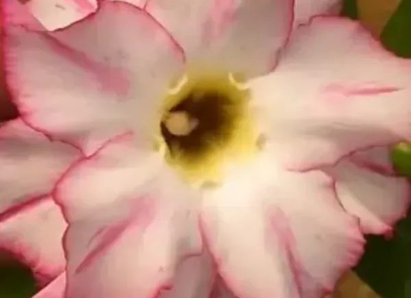 White_Adenium_Live_Plant_Grafted
