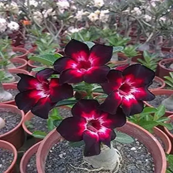 Black_Pink_Adenium_Live_Plant_Grafted