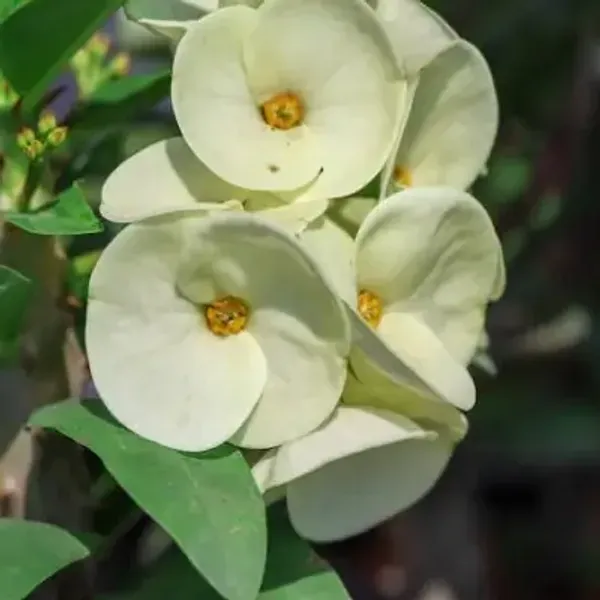 White_Euphorbia_Milii_Flower_Plant