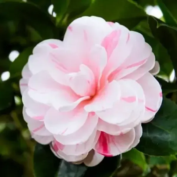 Pink_Amp_White_Camellia_Flower_Plant