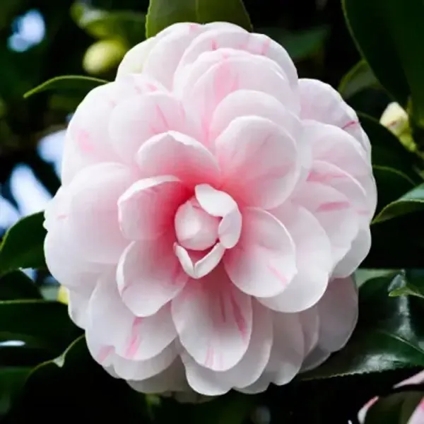 Pink_Amp_White_Camellia_Flower_Plant