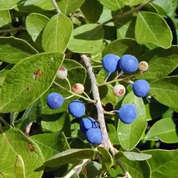 Blue_Hybridrudrakhas_Fruit_Plant