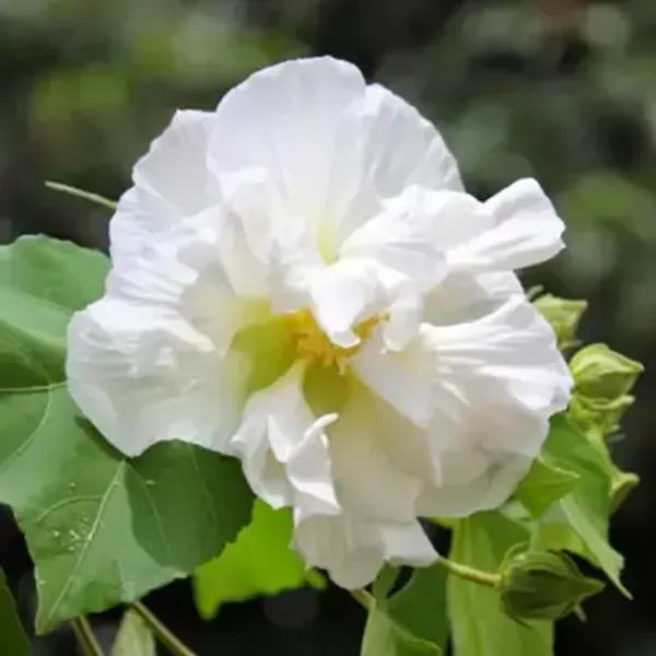 White_Land_Lotus_Thoka_Variety_Flower_Plant