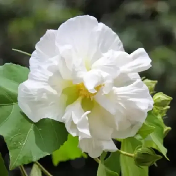 White_Land_Lotus_Thoka_Variety_Flower_Plant