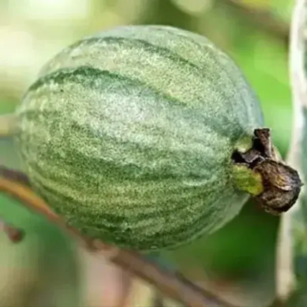 Green_Variegated_Guava_Fruit_Plant
