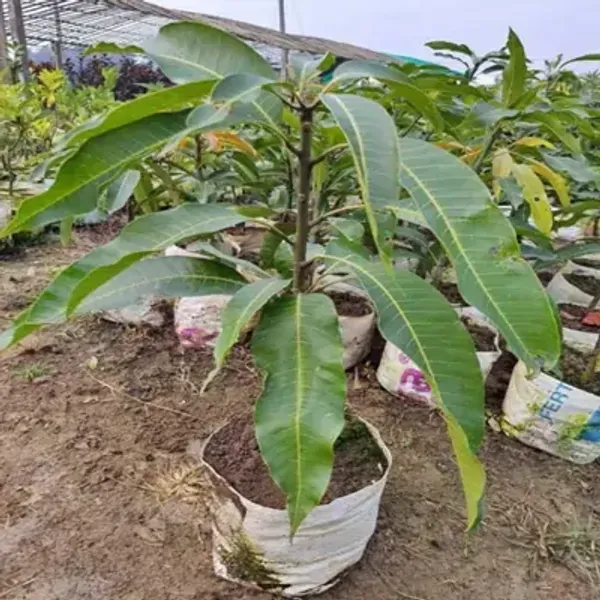 Yellow_Dasheri_Mango_Fruit_Plant
