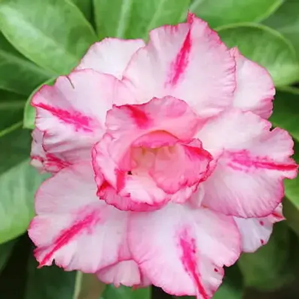 Pink_Rose_Variety_Adenium_Plant
