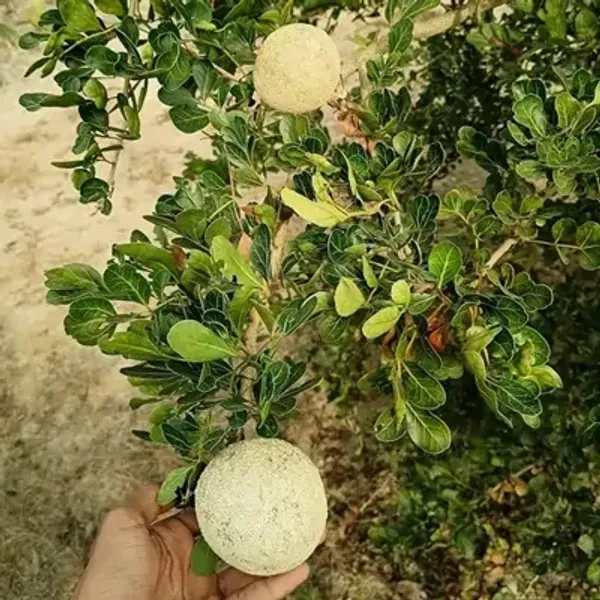 Brown_Kotbel_Wood_Apple_Grafted_Fruit_Plant