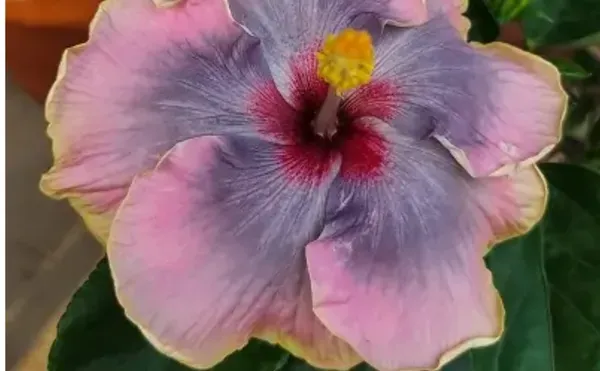 Purple_American_Variety_Hibiscus_Flower_Plant