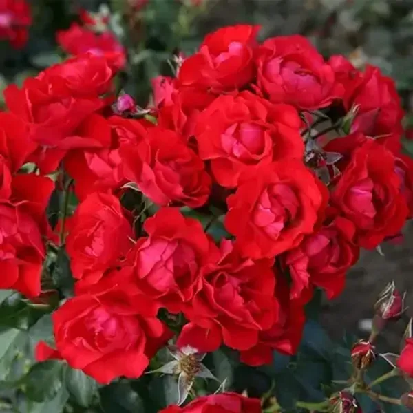 Red_Botton_Rose_Flower_Plant