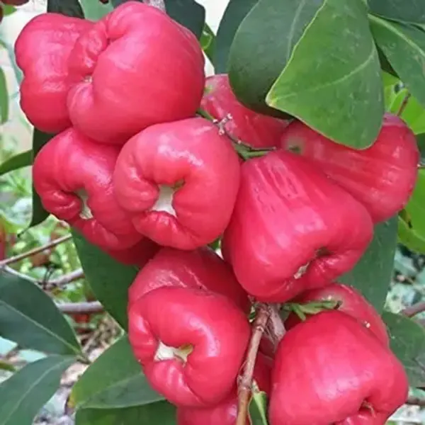 Red_Water_Apple_Fruit_Plant