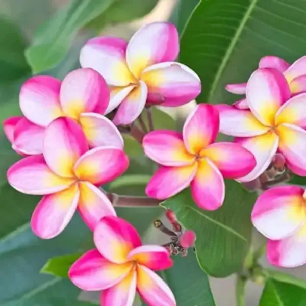 Pink_White_Dwarf_Variety_Plumeria_Flower_Plant