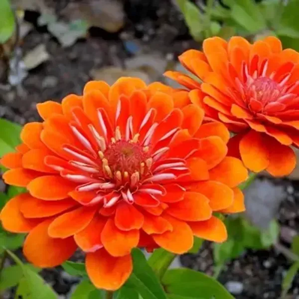 Orange_Zinnia_Flower_Plant_Orange