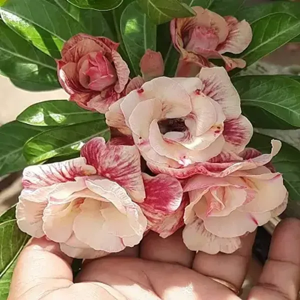 White_Adenium_Rose_Variety_Live_Plant_Grafted