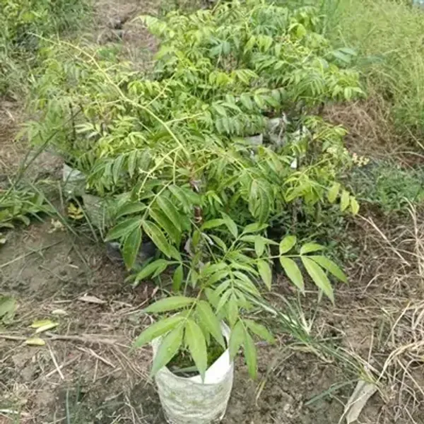 Green_Hog_Plum_Amra_Grafted_Amp_Hybrid_Fruit_Plant