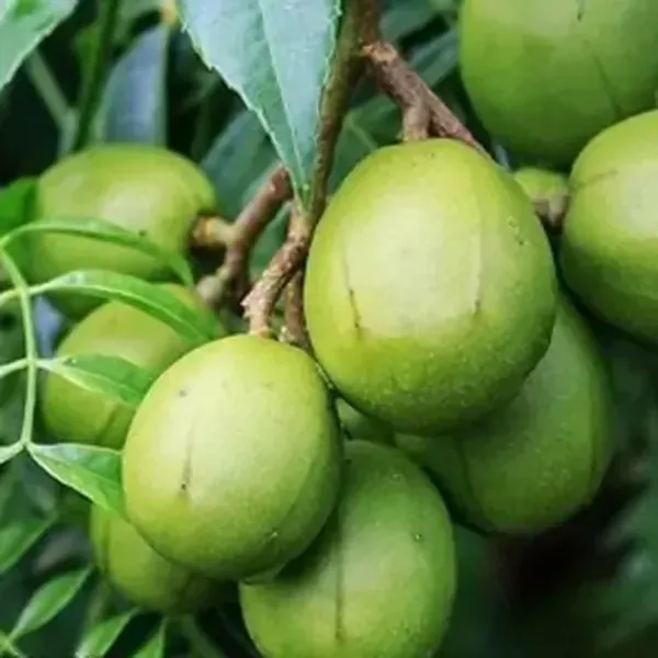 Green_Hog_Plum_Amra_Grafted_Amp_Hybrid_Fruit_Plant