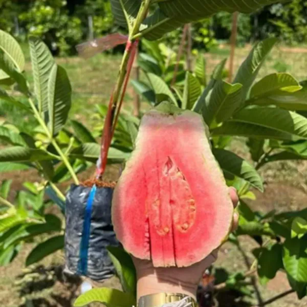 Red_Diamond_All_Time_Guava_Grafted_Fruit_Plant