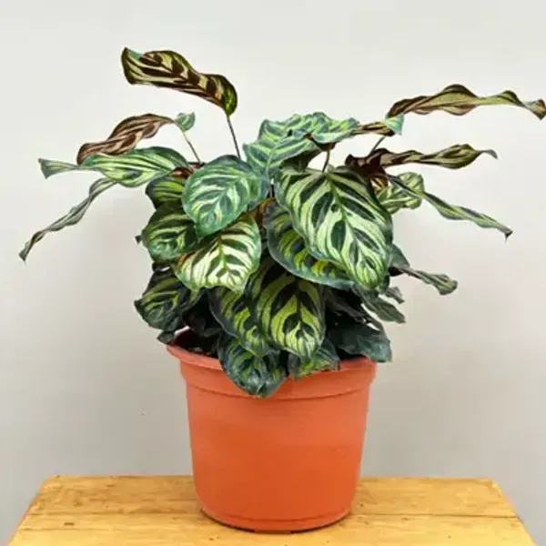 Green_Premium_Calathea_Plant